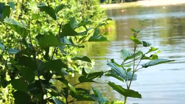 Feuilles d'arbres poussant au bord de la rivière gros plan . — Video