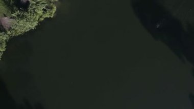 Nehirde yüzen tanınmayan bir adamdan ateş etmek. Drone çekim.