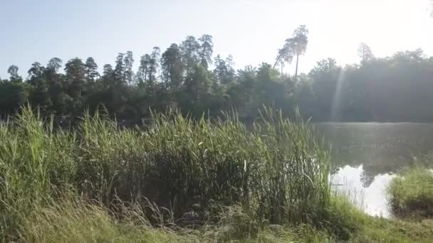 Widok z lotu ptaka na duże piękne jezioro i zielone drzewa na zewnątrz. Połączenie z dzikiej przyrody, Camping. Strzelanie drone. Koszenie kamery nad powierzchnią wody — Wideo stockowe