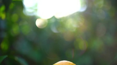 Güneşli bir günde güneşli parlama ve yeşil bloor arka planda sulu bir mandalina veya turuncu tutan kadın el yakın çekim. Yavaş çekim.