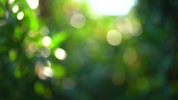 Mädchen in der Hand hält eine saftige Mandarine oder Orange auf dem Hintergrund der sonnigen Blendung und grünen Blüte an einem sonnigen Tag. Nahaufnahme. Zeitlupe. — Stockvideo