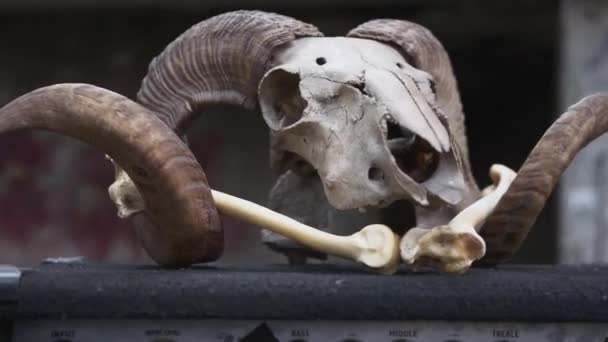 De schedel en botten van een RAM. Attribuut van succes, Talisman, rekwisieten. — Stockvideo