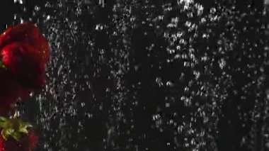 Çilek siyah arka plan üzerinde kabarcıklar ile suya düşüyor. Suda taze meyveler. Organik meyve, meyve, sağlıklı yiyecekler. Yavaş çekim.