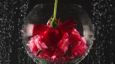 Akvaryum ve kırmızı siyah arka plan üzerinde kabarcıklar ile suya yükseldi. Pırıl pırıl suda taze gül. Close.