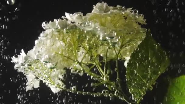 Vackra vita blommor med bubblor på den under vattnet på den svarta bakgrunden. Undervattens skönhet. Blomster koncept, floristik. Slow motion — Stockvideo