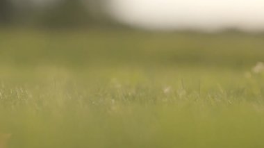 Yeşil çim üzerinde Rolling Golf topu yakın çekim. Erkek el topu kapma. Görüntü bulanık, defocused. Yaz eğlence