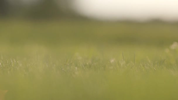 Yeşil çim üzerinde Rolling Golf topu yakın çekim. Erkek el topu kapma. Görüntü bulanık, defocused. Yaz eğlence — Stok video