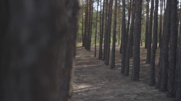 Mujer joven atractiva en hermoso vestido largo negro y rojo caminando lentamente bajo los árboles en el bosque de pinos. Conexión con la naturaleza. Movimiento lento — Vídeos de Stock