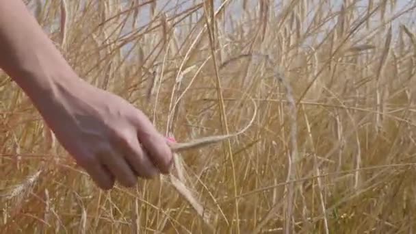 Hand einer unbeschwerten Frau, die gelbe Ähren berührt, die in Großaufnahme auf dem Weizenfeld stehen. Verbindung mit der Natur, natürliche Schönheit. Erntezeit — Stockvideo