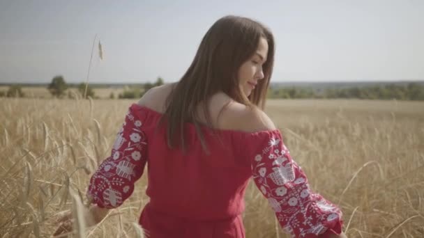 Mujer joven felizmente caminando en cámara lenta a través de un campo que toca con las espigas de trigo de la mano. Hermosa chica despreocupada disfrutando de la naturaleza y la luz del sol en el campo de trigo en el sol colorido increíble . — Vídeos de Stock