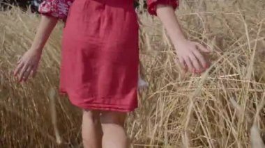 Tanınmayan genç kız el buğdayı kulaklarına dokunarak tarlada yürüyor. Tasasız kadın inanılmaz renkli güneşbuğday alanında doğa ve güneş ışığı zevk.