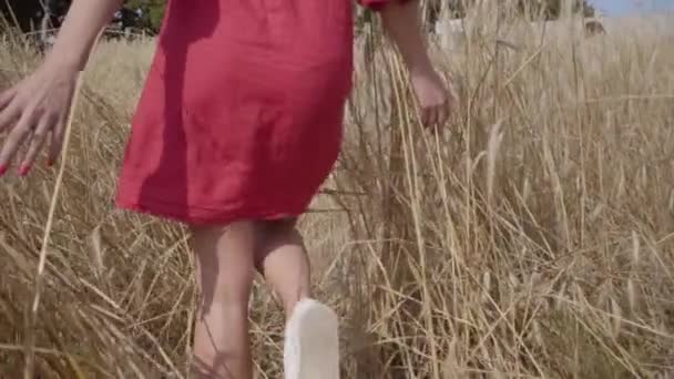 不知不觉的年轻女孩走过一块田地,用手的麦穗触摸。无忧无虑的女人享受大自然和阳光在麦田里令人难以置信的多彩的太阳. — 图库视频影像