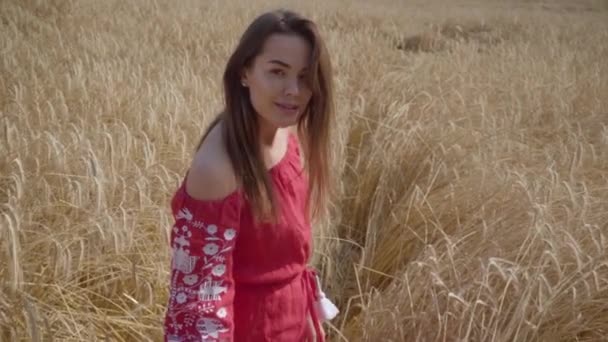 Hermosa joven caminando en cámara lenta a través de un campo que toca con las espigas de trigo de la mano, disfrutando de la luz del sol en el campo de trigo. Linda chica confiada se convierte mirando a la cámara . — Vídeo de stock