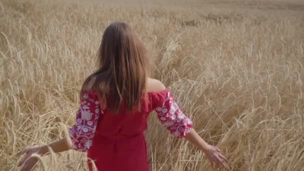Güzel genç kız el buğday kulakları ile dokunarak bir alanda yavaş hareket yürüyor. Tasasız kadın buğday tarlasında güneş ışığının tadını çıkarıyor. Sevimli kendine güvenen kız kameraya bakarak döner. — Stok video