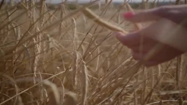 Close-up hand of carefree woman touching yellow wheat ear standing on the field close-up. Connection with nature, natural beauty. Harvest time. Slow motion — Stock Video