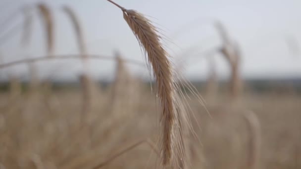 Крупным планом беззаботная женщина дотрагивается до желтого пшеничного уха, стоящего на поле крупным планом. Связь с природой, природная красота. Время сбора урожая. Медленное движение — стоковое видео