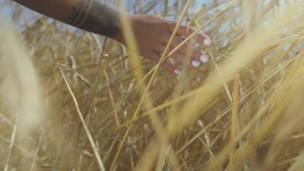 Las manos femeninas tocan espiguillas de trigo de cerca. Mujer no reconocida caminando en el campo de verano. Chica relajarse en el campo en la mañana — Vídeos de Stock