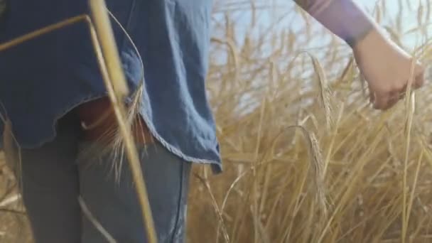 Mano de una mujer en ropa vaquera tocando espigas de trigo amarillo de pie en el primer plano del campo de trigo. Conexión con la naturaleza, belleza natural. Tiempo de cosecha — Vídeos de Stock