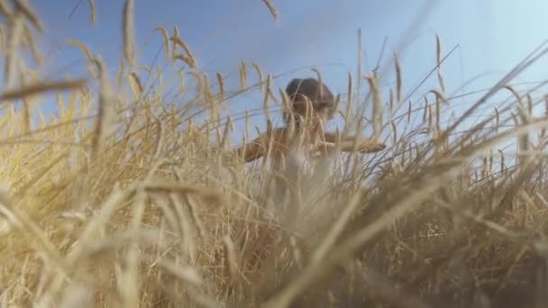 Charmante Frau mit kurzen Haaren auf dem Weizenfeld. Im Vordergrund gelbe Weizenähren. Mädchen genießt die Natur und posiert vor der Kamera. selbstbewusstes unbeschwertes Mädchen im Freien. Serie "echte Menschen" — Stockvideo