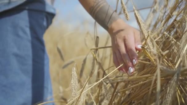 Рука безтурботної жінки в джинсовому одязі, що торкається жовтих вух пшениці, що стоять на пшеничному полі крупним планом. Зв'язок з природою, природна краса. Час збору — стокове відео