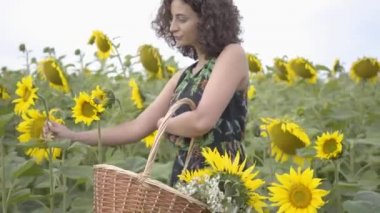 Güzel kıvırcık kız yürüyüş ve ayçiçeği alanında büyük hasır sepet çiçek toplama. Doğayla bağlantı. Kırsal yaşam