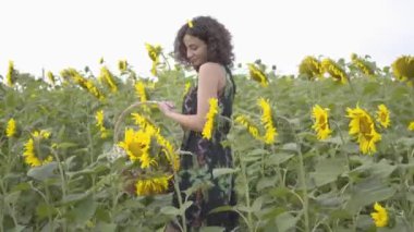 Sevimli ince kız yürüyüş ve ayçiçeği alanında büyük hasır sepet çiçek toplama. Doğayla bağlantı. Parlak sarı renk. Dışarıda mutlu bir kadın. Kırsal yaşam