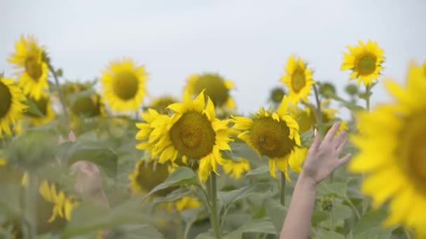 Oyuncu sevimli kıvırcık kadın ayçiçeği alanında ayakta gülümseyerek kameraya bakıyor. Parlak sarı renk. Mutlu kadın açık havada — Stok video