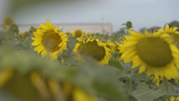 Hravé kudrnaté děvče, které se dívá na usměvavou kameru stojící na slunečnicovém poli. Jasně žlutá barva. Šťastná žena venku — Stock video