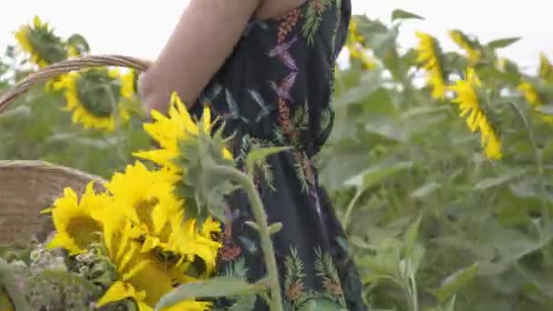 Unerkennbar schlankes Mädchen, das im großen Weidenkorb auf dem Sonnenblumenfeld spazieren geht und Blumen pflückt. Verbindung mit der Natur. Landleben — Stockvideo