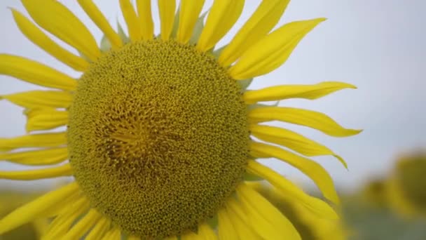 Närbild av ljusgula solros växer på fältet. Samband med naturen. Lantlig livsstil. Natur skönhet. Jordbruk koncept — Stockvideo