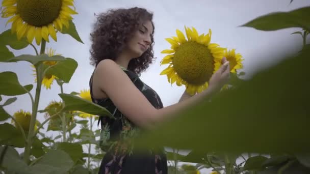 Porträt eines entzückenden lockigen Mädchens, das große Sonnenblumen im Sonnenblumenfeld schnüffelt. Verbindung mit der Natur. Landleben. Schönheit der Natur. Landwirtschaftskonzept — Stockvideo