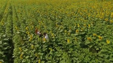 Sarı ayçiçeği tarlasında yürüyen kadın ve erkeğin üst görünümü. Özgürlük kavramı. Hasat. Gün batımında ayçiçeği tarlası. Özgürlük kavramı. Mutlu gençler dışarıda. Yavaş çekim. Havadan görünüm, insansız hava aracı çekimi