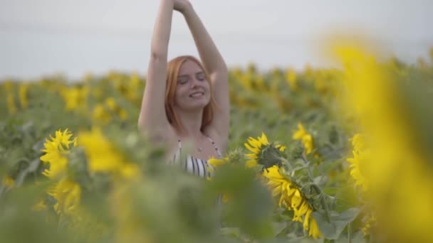 Schöne Frau, die auf dem gelben Sonnenblumenfeld spaziert und die Hände hebt. Freiheitsbegriff. glückliche Frau im Freien. Ernte. Sonnenblumenfeld im Sonnenuntergang. Zeitlupe. — Stockvideo