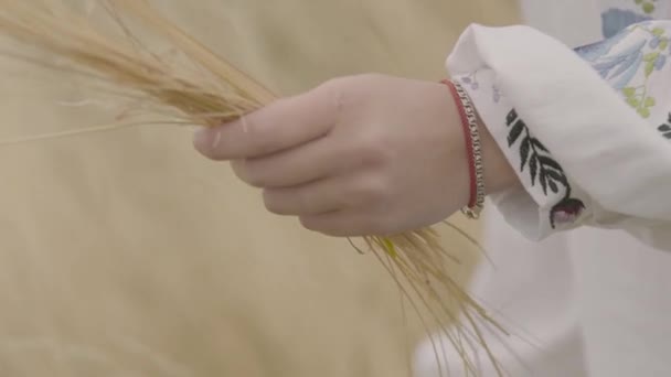 Mãos fechadas de uma jovem mulher em um vestido com mangas bordadas reunindo orelhas de trigo no campo. Conexão com a natureza, conceito de vida rural — Vídeo de Stock