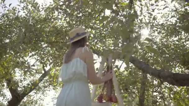 Привлекательная молодая женщина в соломенной шляпе и длинном белом платье, собирающая яблоки, стоящие на лестнице в зеленом саду. Время сбора урожая, сельский образ жизни — стоковое видео