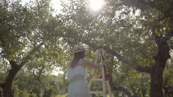 Hasır şapkalı ve uzun beyaz elbiseli çekici genç kadının yeşil bahçede merdivenüzerinde duran elmaları toplamasının arka görünümü. Hasat zamanı, kırsal yaşam tarzı — Stok video