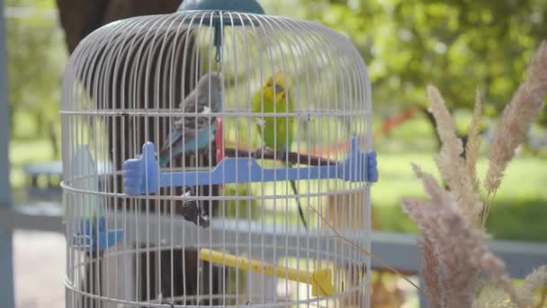 Den stora buren av två söta papegojor stående utomhus. Små gröna och blå fåglar i trädgården. Kameran närmar sig — Stockvideo
