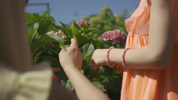 Mãos de perto da mãe e sua filha tocando flor rosa, admirando sua beleza. Família feliz. Conexão com a natureza. Vida rural — Vídeo de Stock