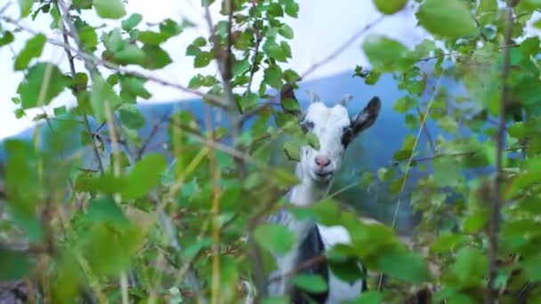 Cute funny goat eating grass in the green meadow. Shooting from behind bushes. Wild nature. Livestock — Stock Video