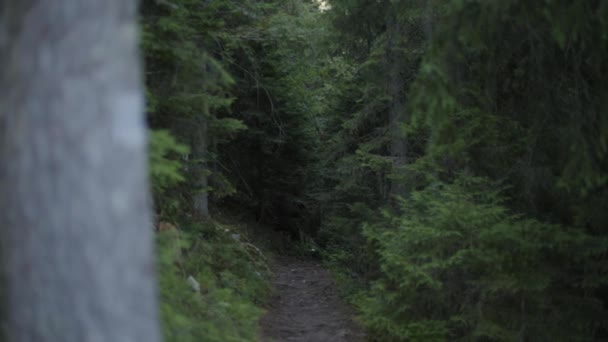 Beau paysage forestier. Forêt verte profonde, nature sauvage. Hauts arbres, bois. Concept de voyage 