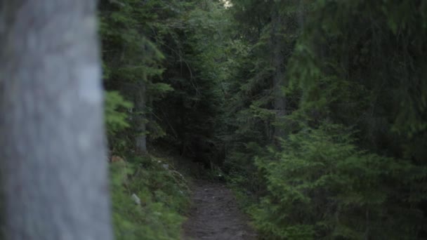 Vackert skogslandskap. Djup grön skog, vild natur. Höga träd, skog. Resekoncept — Stockvideo