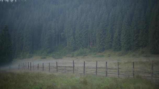 Gyönyörű erdei táj a régi kerítés mögött. Fenyőerdő, vad természet. Magas fák, erdők. Utazási koncepció. A kamera jobbra mozog. — Stock videók