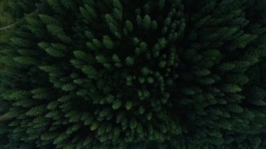 Top view of deep green pine forest and flowing river. The beauty of wild nature. Peaceful nature. Traveling, tourism, vacation. Drone shooting, top view