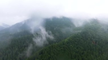 Top view of deep green pine forest near mountains in the clouds and small village near. The beauty of wild nature. Peaceful nature. Traveling, tourism, vacation. Drone shooting, top view