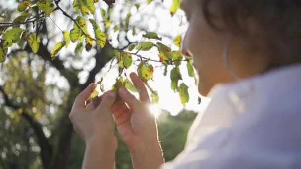 Νεαρό κορίτσι που αγγίζει το πρωινό δέντρο μπροστά από τις ακτίνες του ήλιου. Η γυναίκα που θαυμάζει το ηλιοβασίλεμα στον κήπο ή στο πάρκο. Σύνδεση με τη φύση. Αγροτική ζωή. Γκρο πλαν — Αρχείο Βίντεο