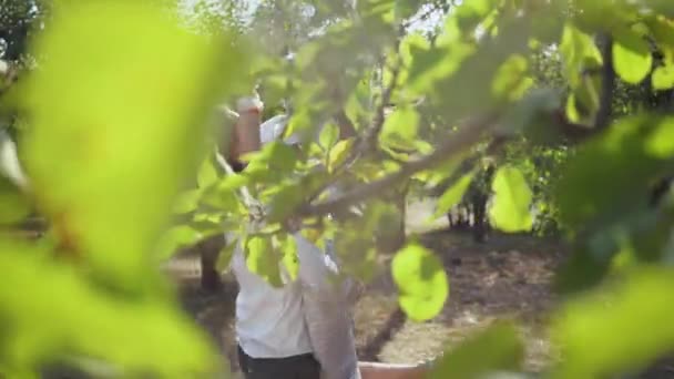 Lyckligt ungt par som har roligt tillsammans i parken eller trädgården. Killen snurrar runt med flickan bakom träden. Fritid utomhus, kontakt med naturen, njuta av solig sommardag. — Stockvideo