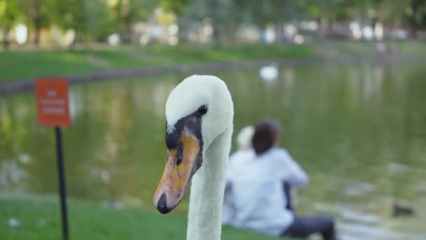 Gros plan du beau cygne blanc sur le lac. Couple assis derrière le cygne. Loisirs en plein air. Journée ensoleillée d'été . — Video