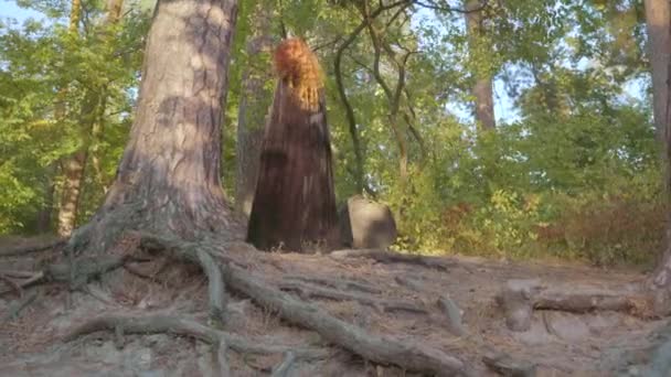 Encantadora mujer caucásica en vestido blanco largo y vestido negro caminando por el bosque. Atractiva chica de hadas está de pie en los rayos del sol y pensando . — Vídeo de stock