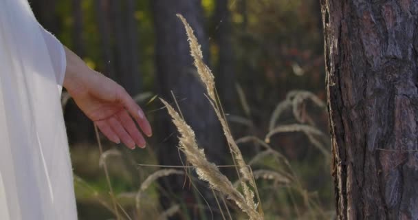 Close-up van een elegante familiehand die het gele gras in het herfstbos aanraakt. vrouw in witte kleren tijd doorbrengen buiten. — Stockvideo