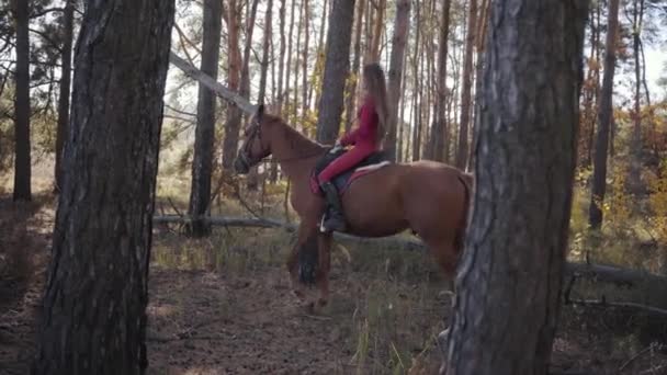Sidovy över en vit flicka med långt hår klädd i rosa kläder ridning brun häst i höstskogen. Ung kvinnlig ryttare vilar med sin djurvän utomhus. — Stockvideo